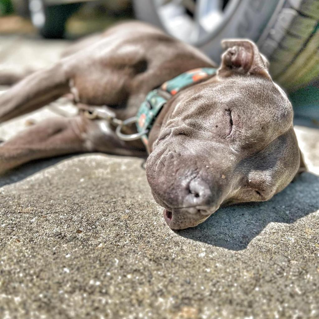 Rosie, a Adoptable Mixed Breed in Savannah, GA image 1/6