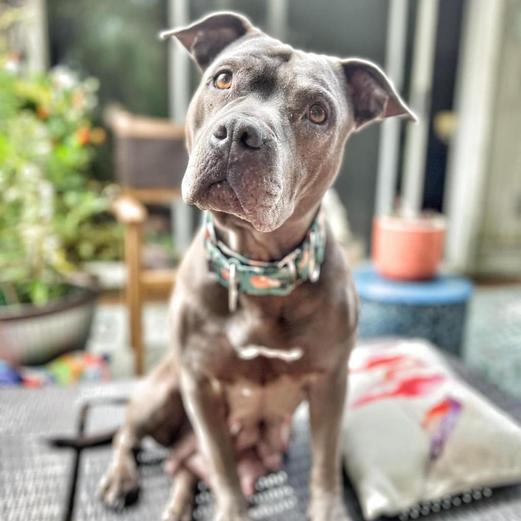 Rosie, a Adoptable Mixed Breed in Savannah, GA image 2/6