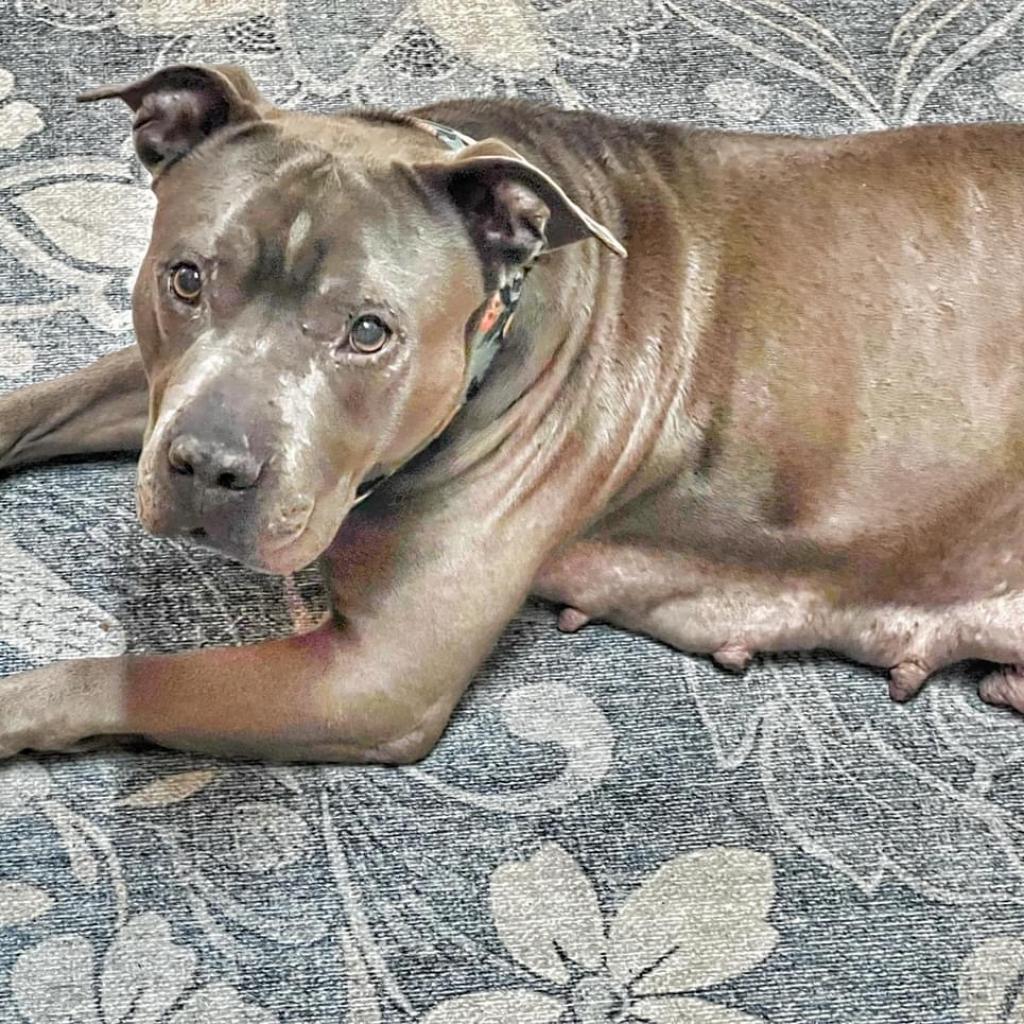 Rosie, a Adoptable Mixed Breed in Savannah, GA image 3/6