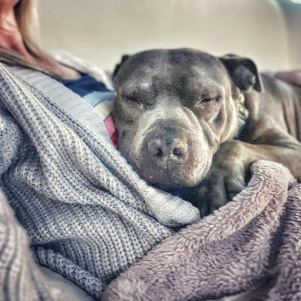 Rosie, a Adoptable Mixed Breed in Savannah, GA image 4/6