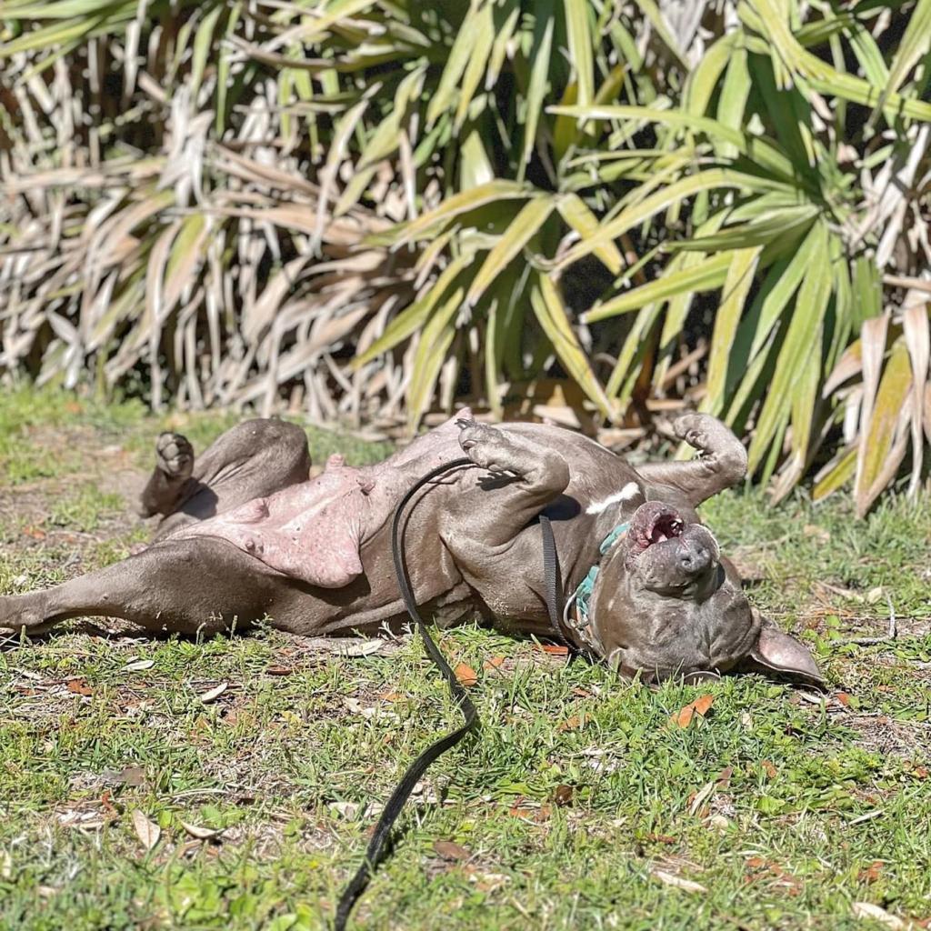 Rosie, a Adoptable Mixed Breed in Savannah, GA image 5/6