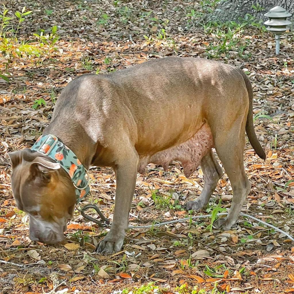Rosie, a Adoptable Mixed Breed in Savannah, GA image 6/6
