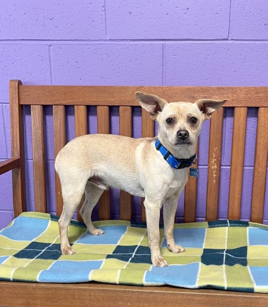 **JABARKUS**, a Adopted Chihuahua in North Prairie, WI image 1/3