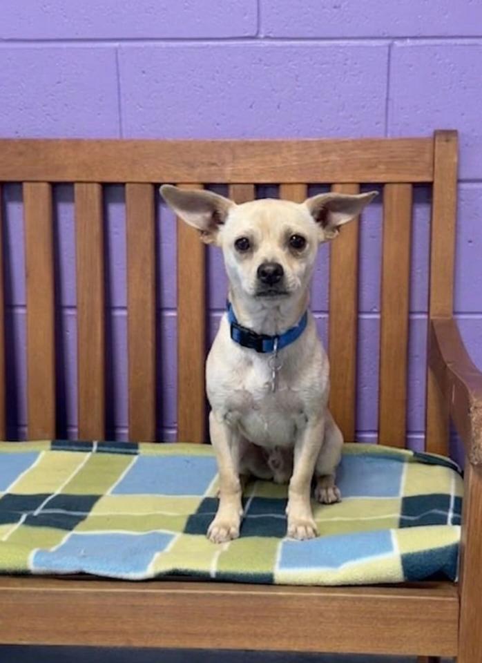 **JABARKUS**, a Adopted Chihuahua in North Prairie, WI image 2/3