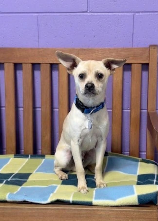**JABARKUS**, a Adopted Chihuahua in North Prairie, WI image 3/3