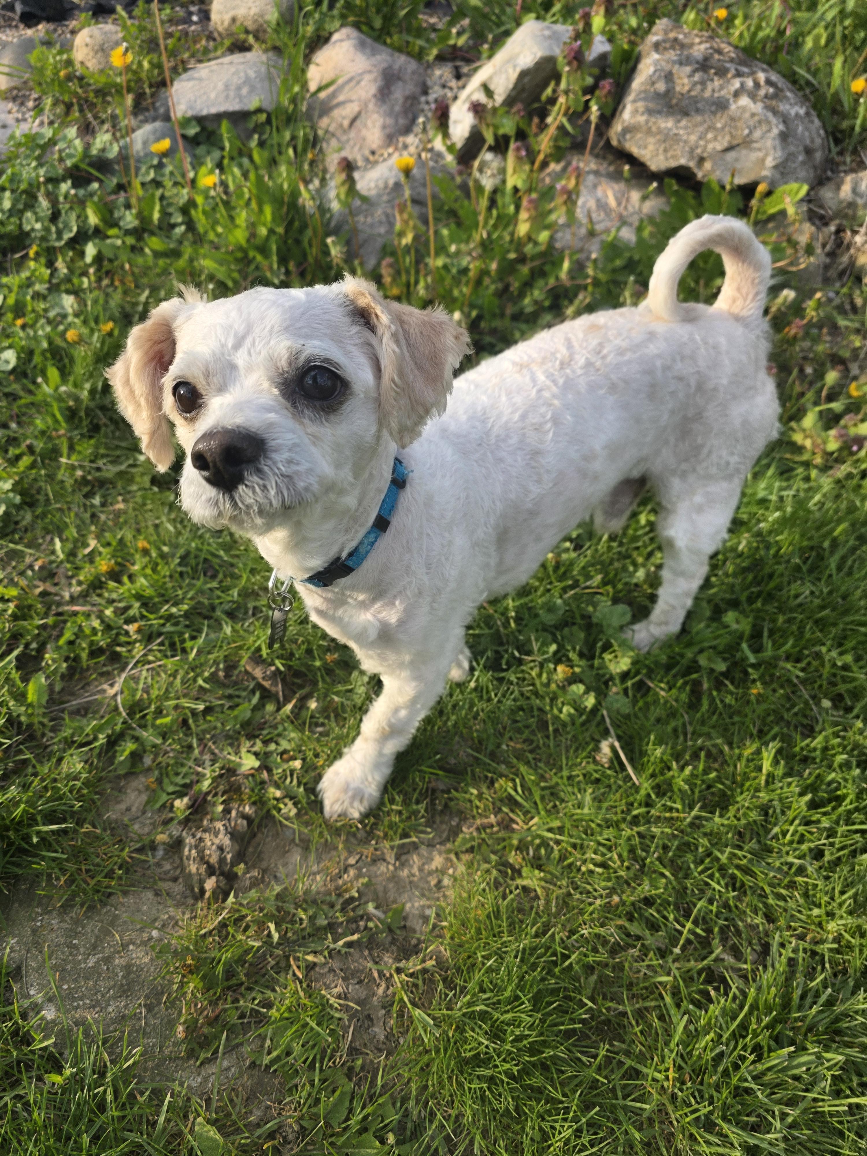 Frito, Adopted, Adult Male Maltese.