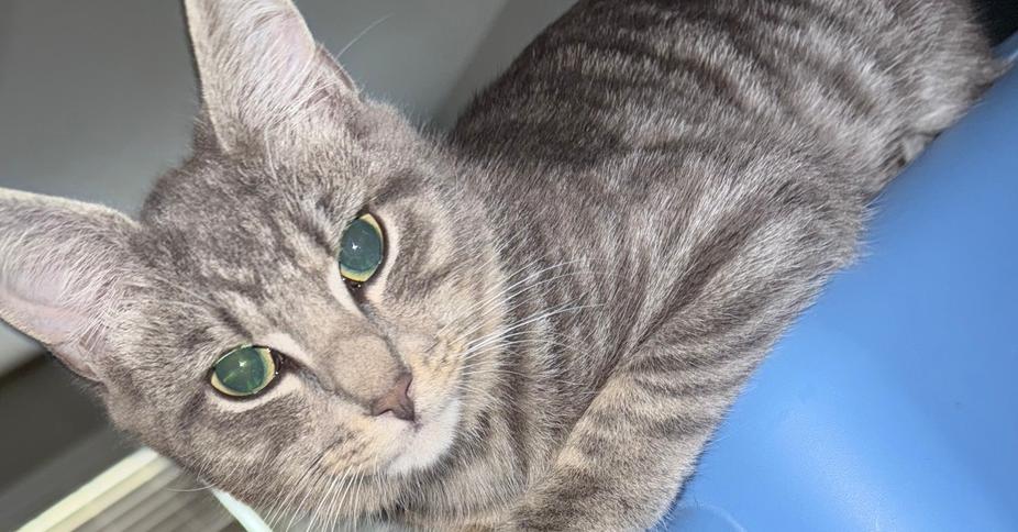 Enlarge Little Guy, a Adoptable mixed breed in Kinston, NC image 1/1