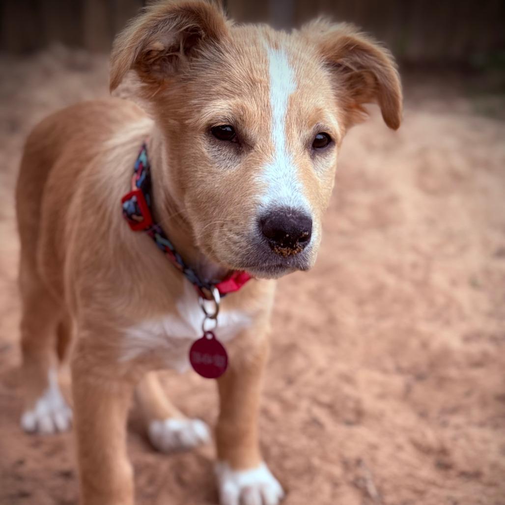 Pearl, Adoptable, Puppy Female Mixed Breed.