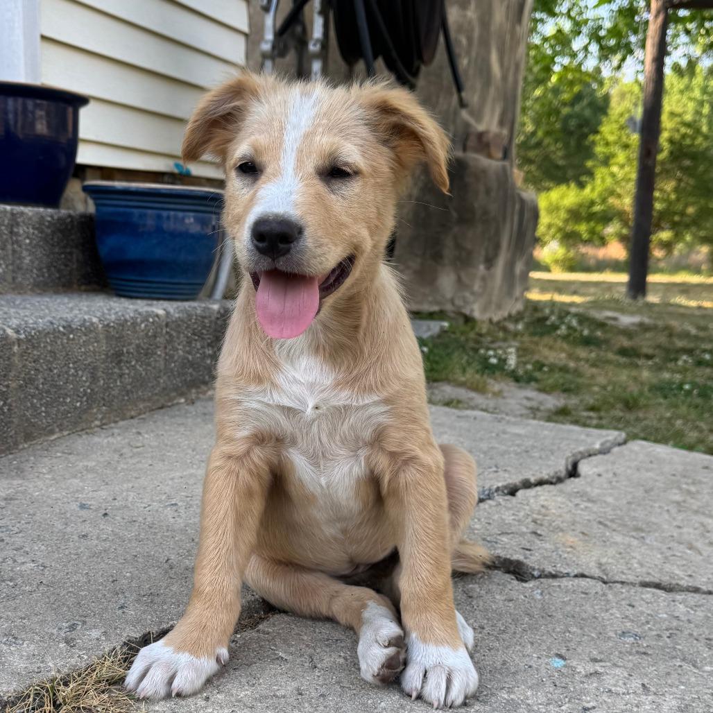 Pearl, Adoptable, Puppy Female Mixed Breed.