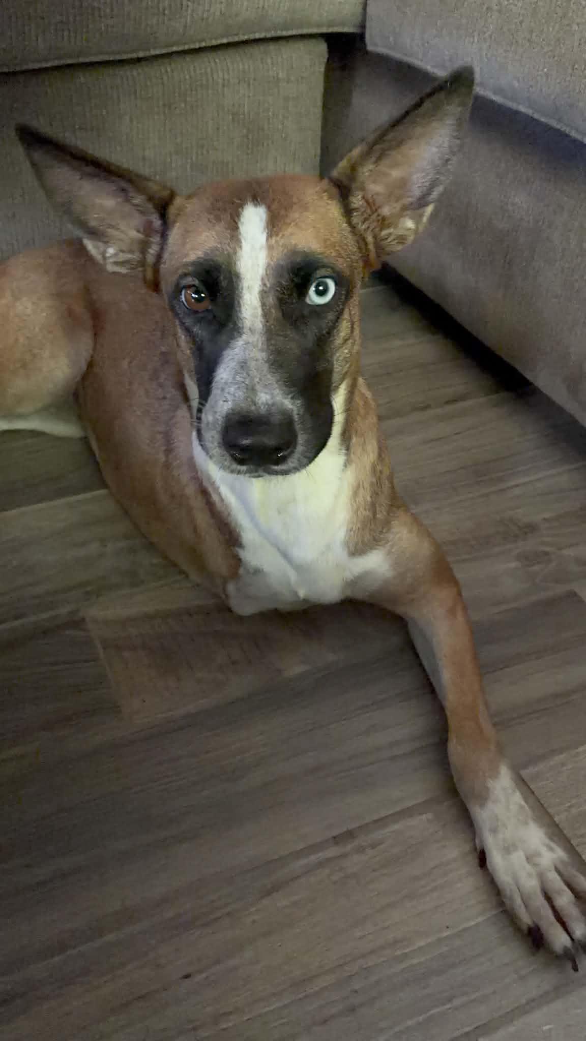 Kanga/Kangaroo, a Adoptable mixed breed in Barkhamsted, CT image 2/3