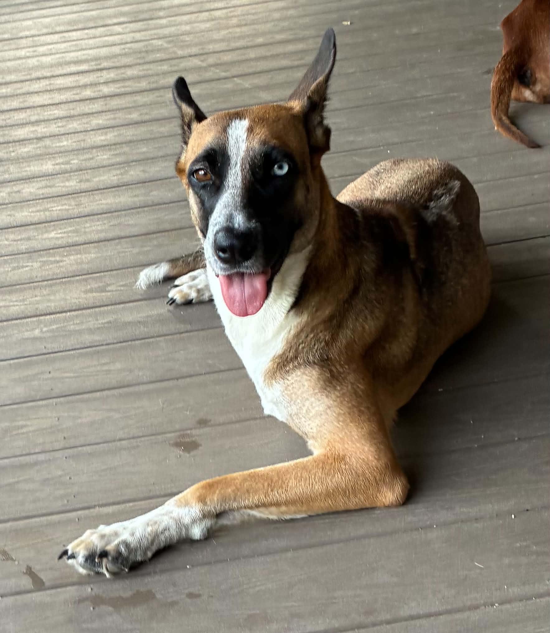 Kanga/Kangaroo, a Adoptable mixed breed in Barkhamsted, CT image 1/3