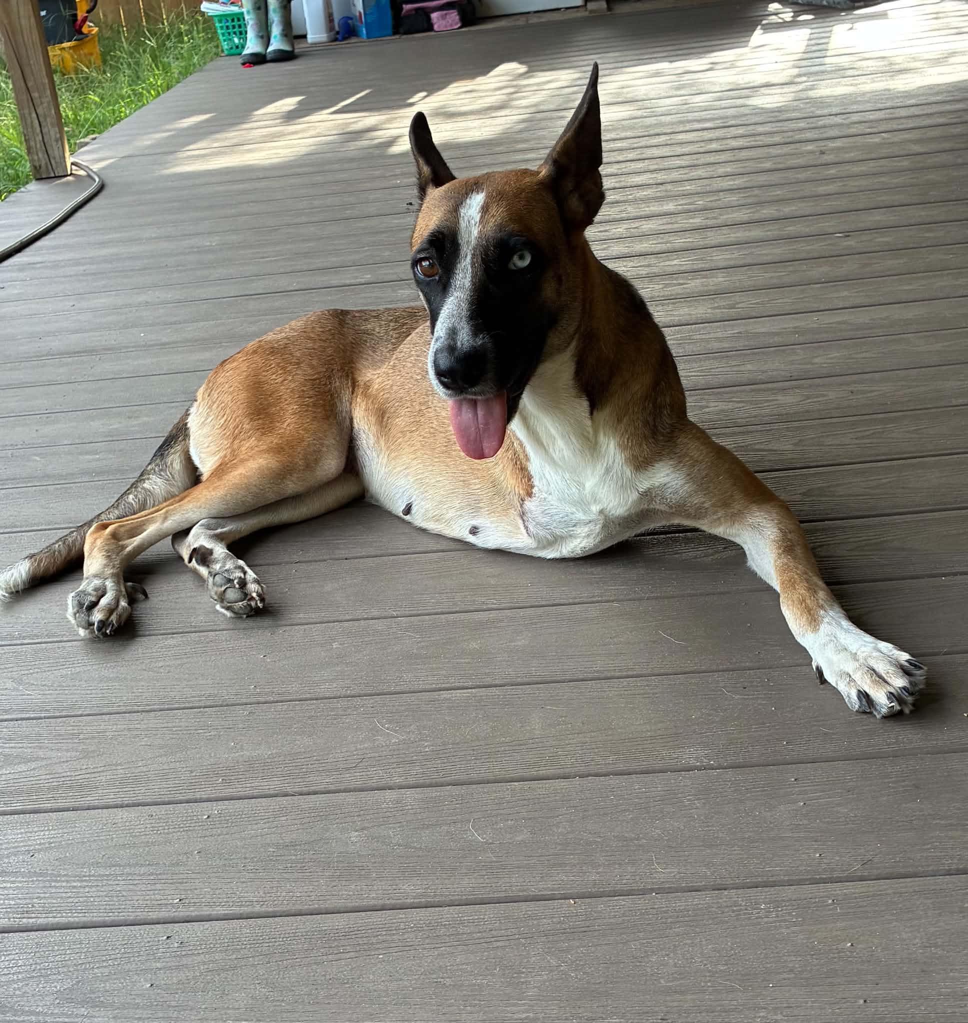 Kanga/Kangaroo, a Adoptable mixed breed in Barkhamsted, CT image 3/3