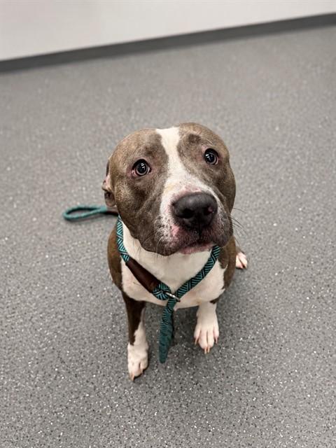 Enlarge JUDO, a Adoptable Pit Bull Terrier in Peoria, IL image 1/1
