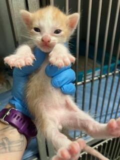 Enlarge Yarrow, a Adoptable Domestic Short Hair in Mustang, OK image 1/2