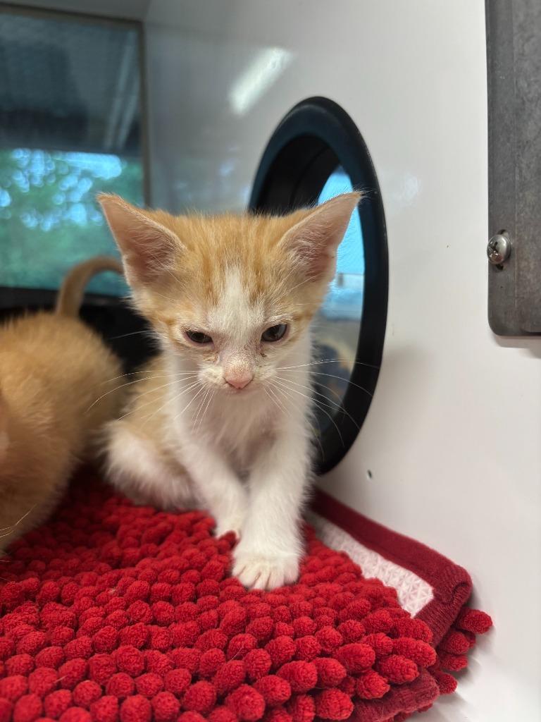 Enlarge Yarrow, a Adoptable Domestic Short Hair in Mustang, OK image 2/2