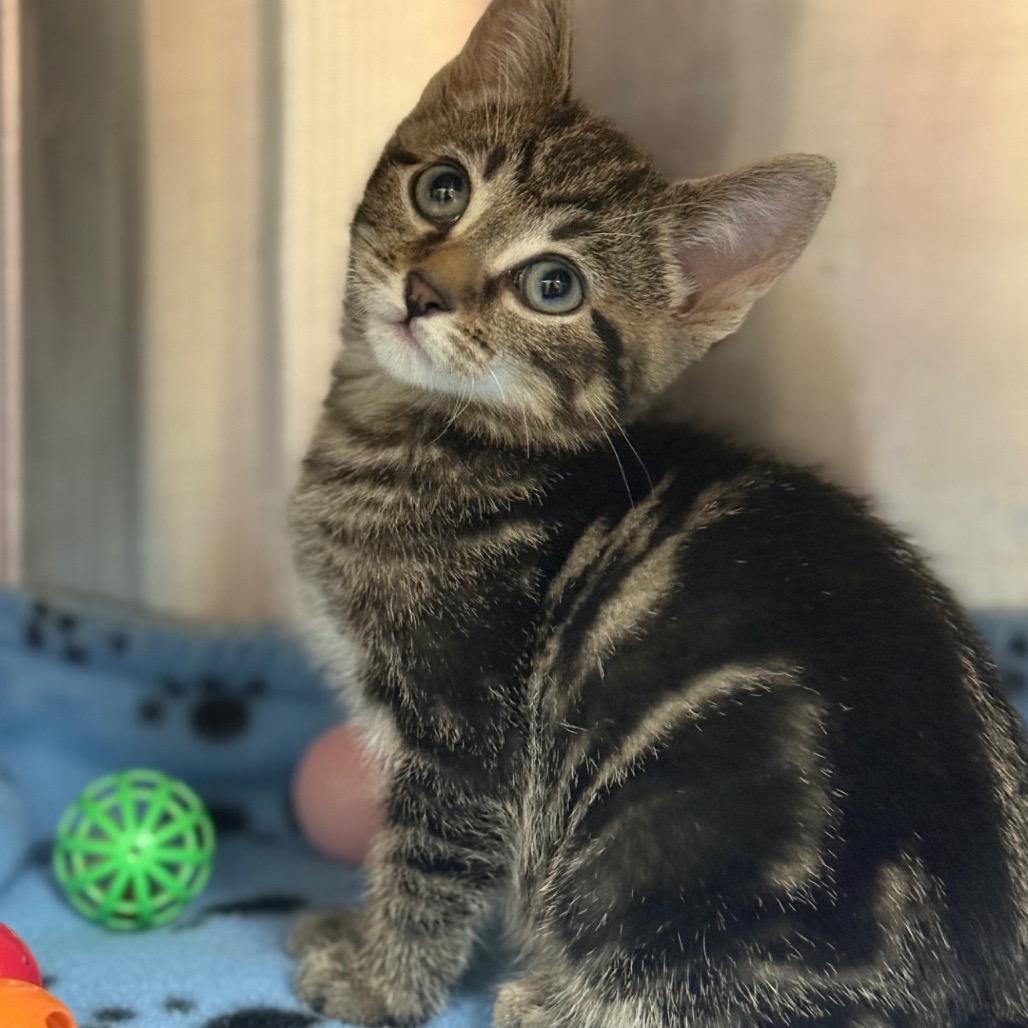 Pepsi, Adoptable, Kitten Male Domestic Short Hair & Domestic Short Hair.