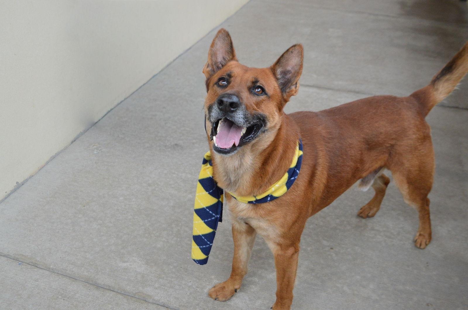 Enlarge Mango, a Adoptable Shepherd in McKinney, TX image 1/3