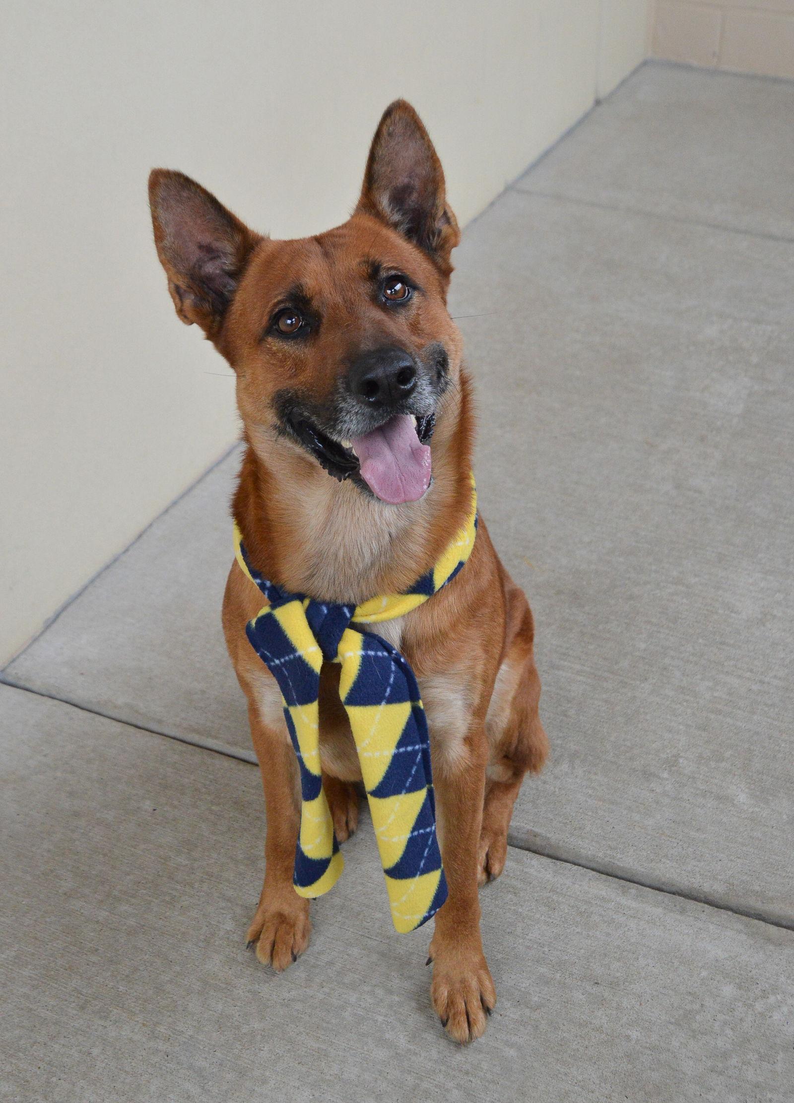 Enlarge Mango, a Adoptable Shepherd in McKinney, TX image 2/3