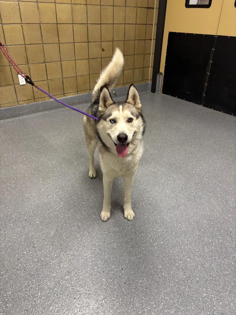 Astronaut, Adoptable, Young Male Husky.