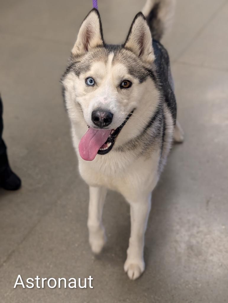 Enlarge Astronaut, a Adoptable Husky in Greenfield, IN image 2/4