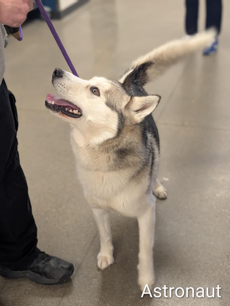 Enlarge Astronaut, a Adoptable Husky in Greenfield, IN image 3/4