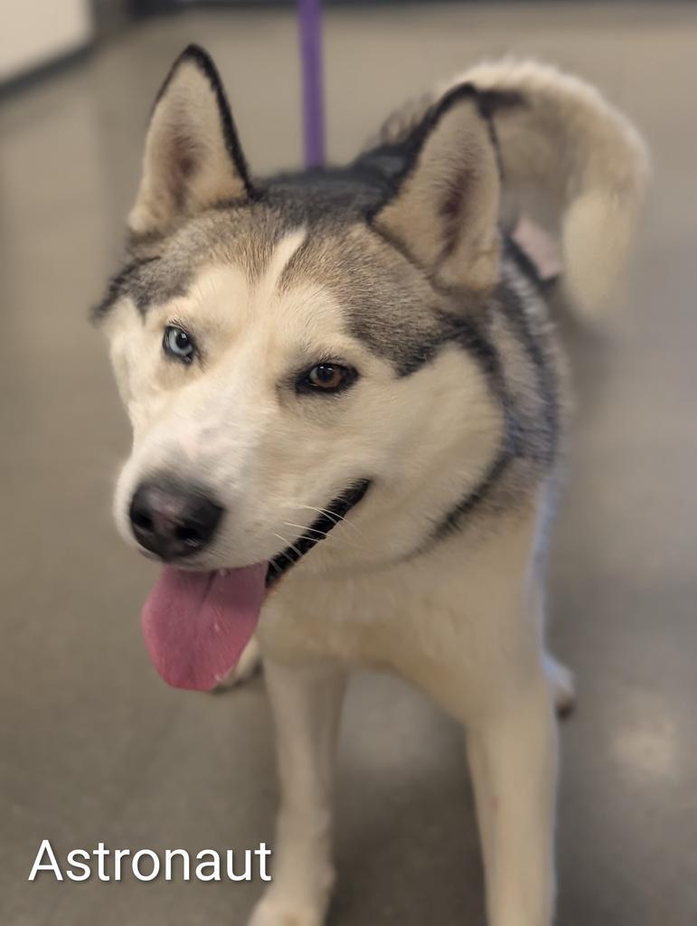 Enlarge Astronaut, a Adoptable Husky in Greenfield, IN image 4/4