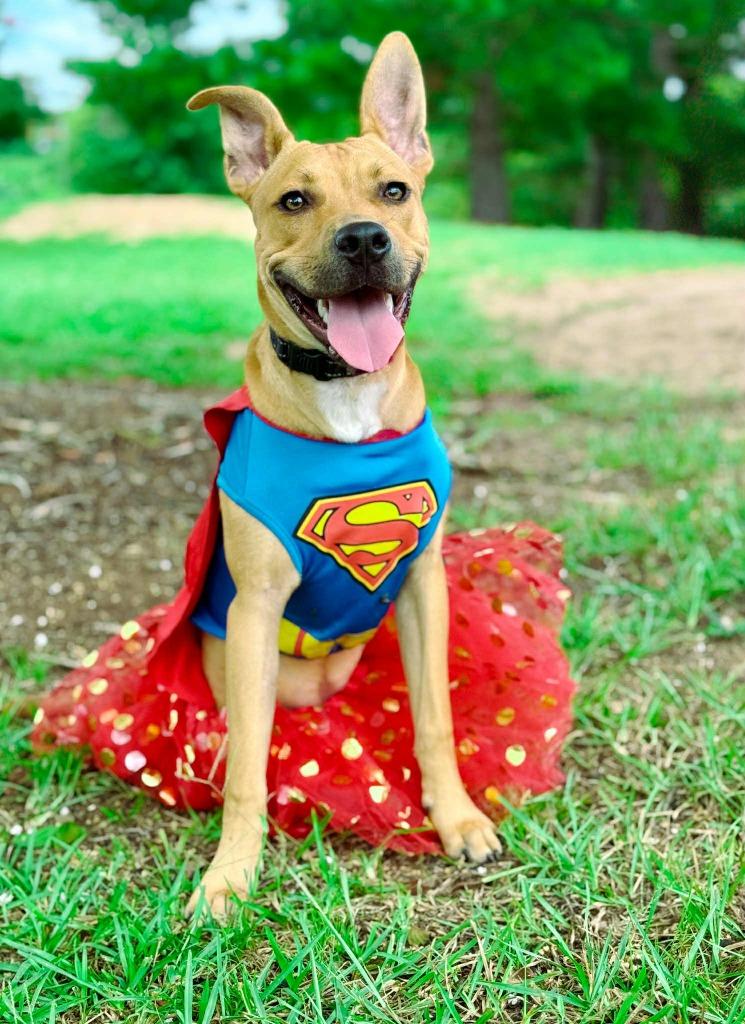 Piper, a Adoptable mixed breed in Macon, GA image 1/6