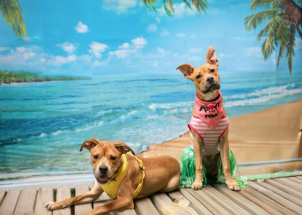 Piper, a Adoptable mixed breed in Macon, GA image 3/6