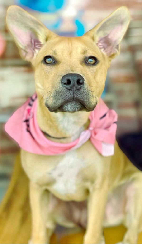Piper, Adoptable, Young Female Mixed Breed.