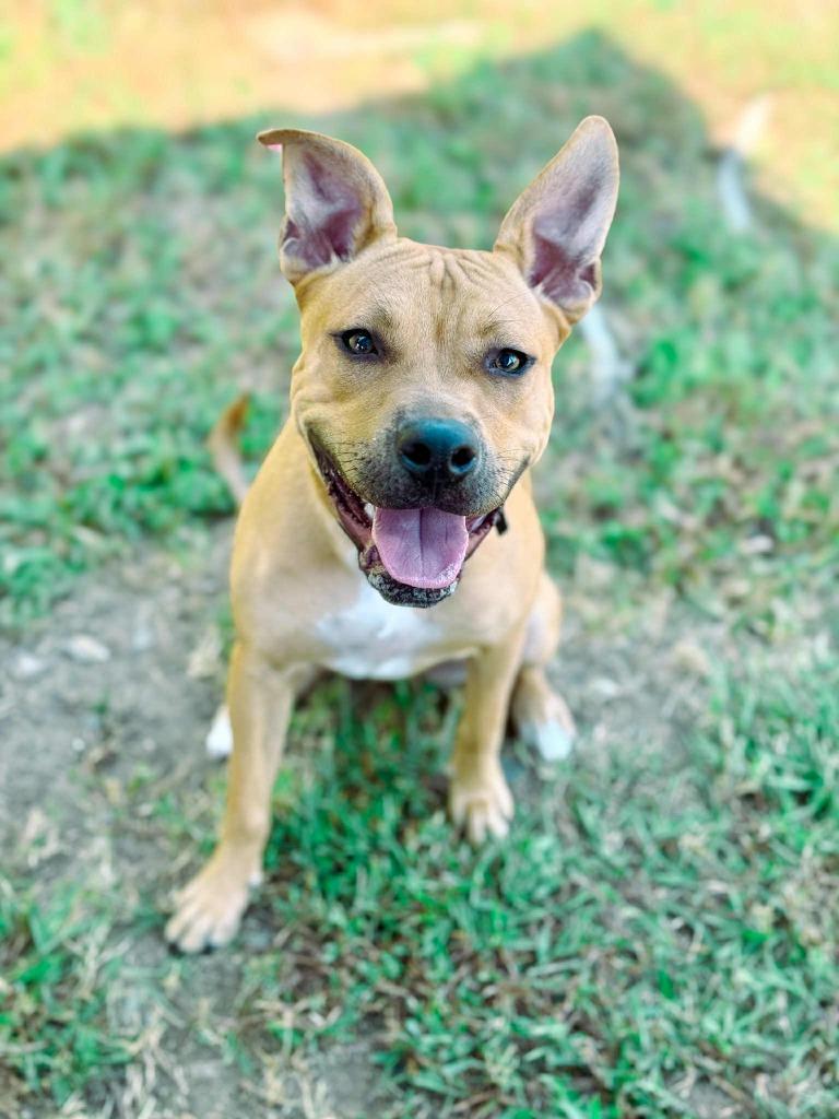 Piper, a Adoptable mixed breed in Macon, GA image 4/6