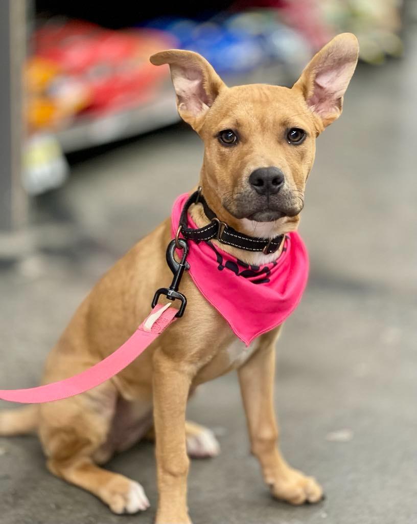 Enlarge Piper, a Adoptable mixed breed in Macon, GA image 3/6