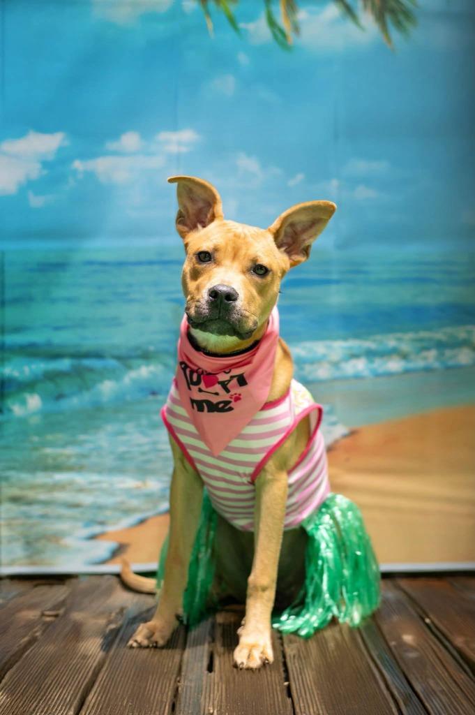 Enlarge Piper, a Adoptable mixed breed in Macon, GA image 4/6