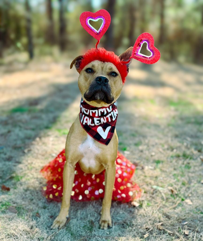 Piper, a Adoptable mixed breed in Macon, GA image 6/6