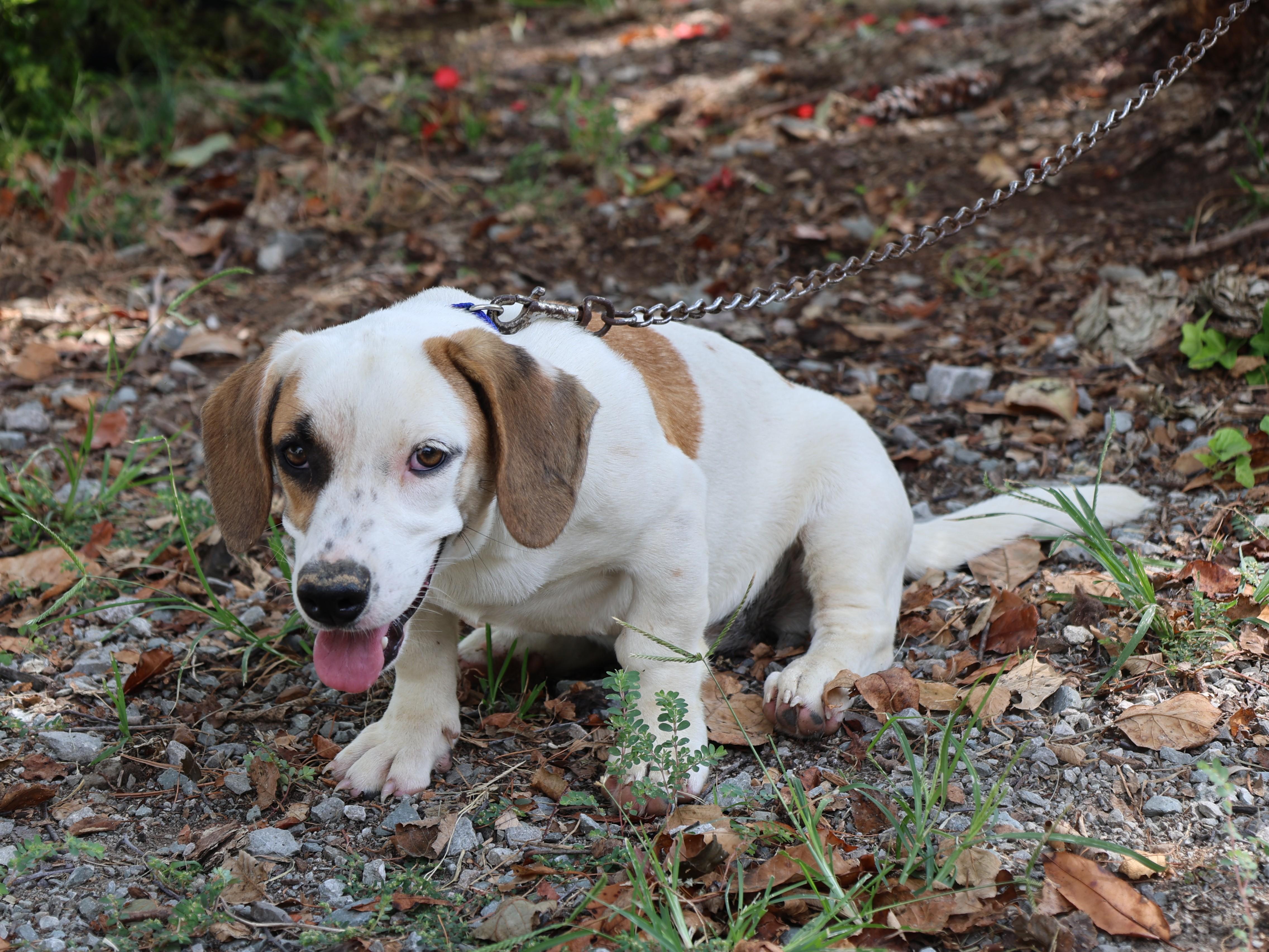 Enlarge PENNY, a Adoptable mixed breed in Humboldt, TN image 2/6