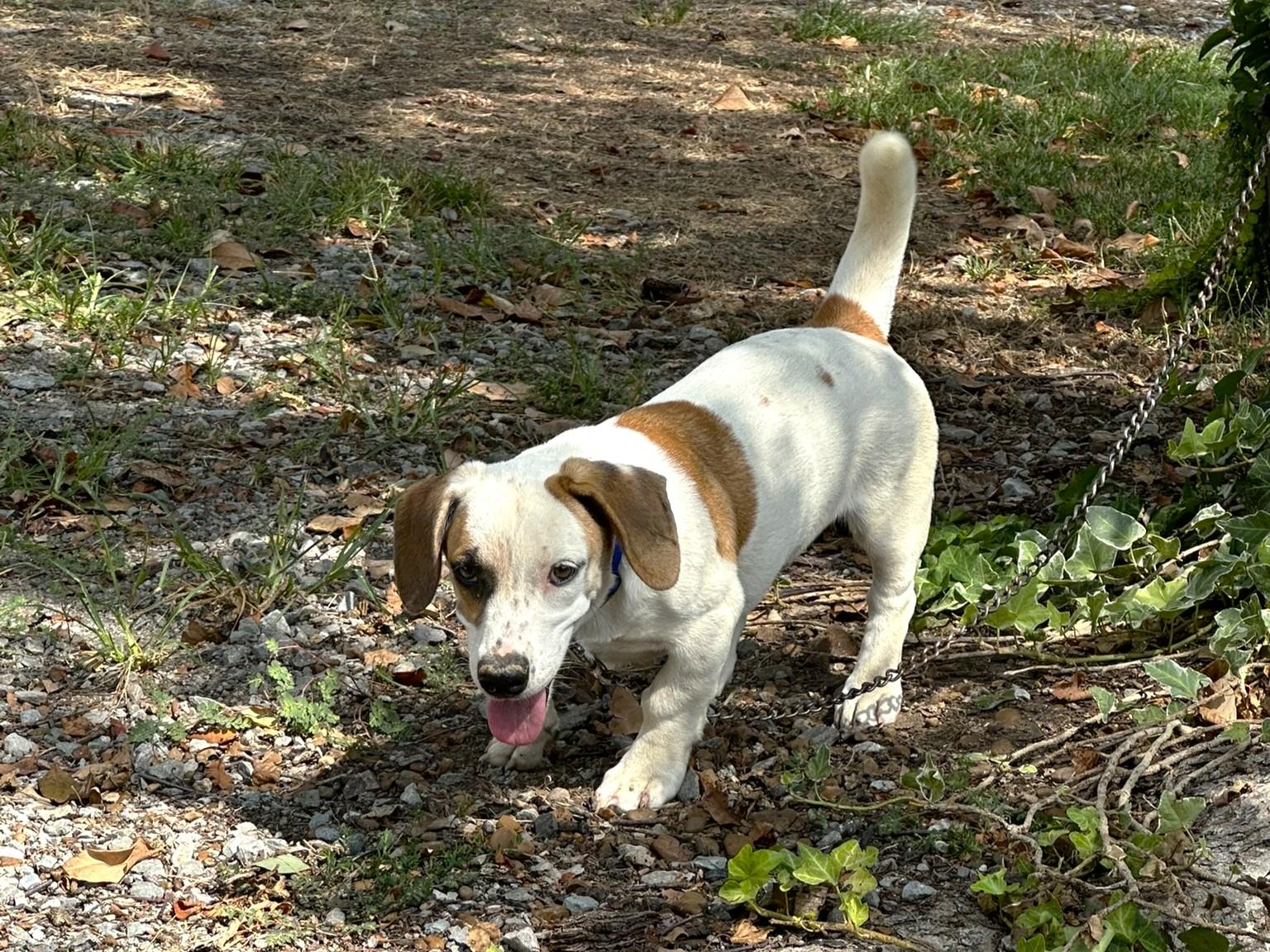 Enlarge PENNY, a Adoptable mixed breed in Humboldt, TN image 5/6