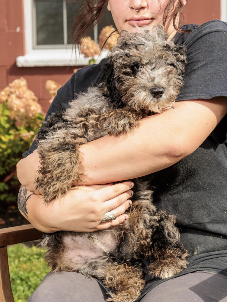 Rococo, an adoptable Bernedoodle in Chester Springs, PA, 19425 | Photo Image 2