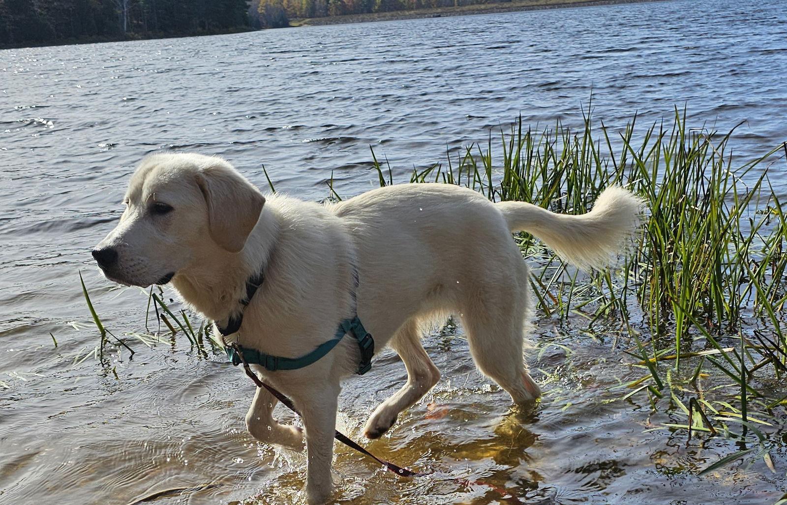 Settie, Adopted, Puppy Female Great Pyrenees & Labrador Retriever.