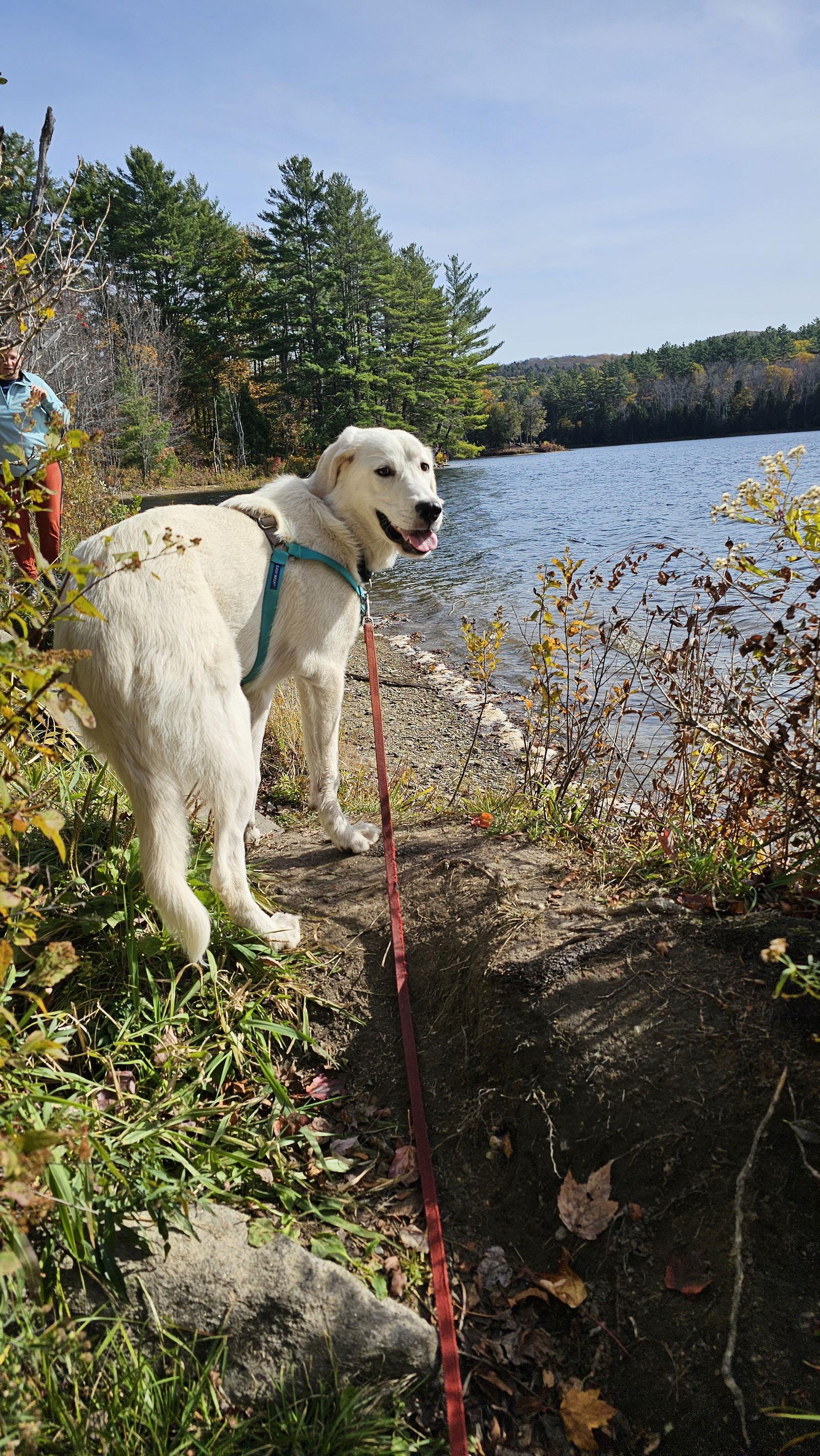 Enlarge Settie, a Adopted mixed breed in Croydon, NH image 2/3
