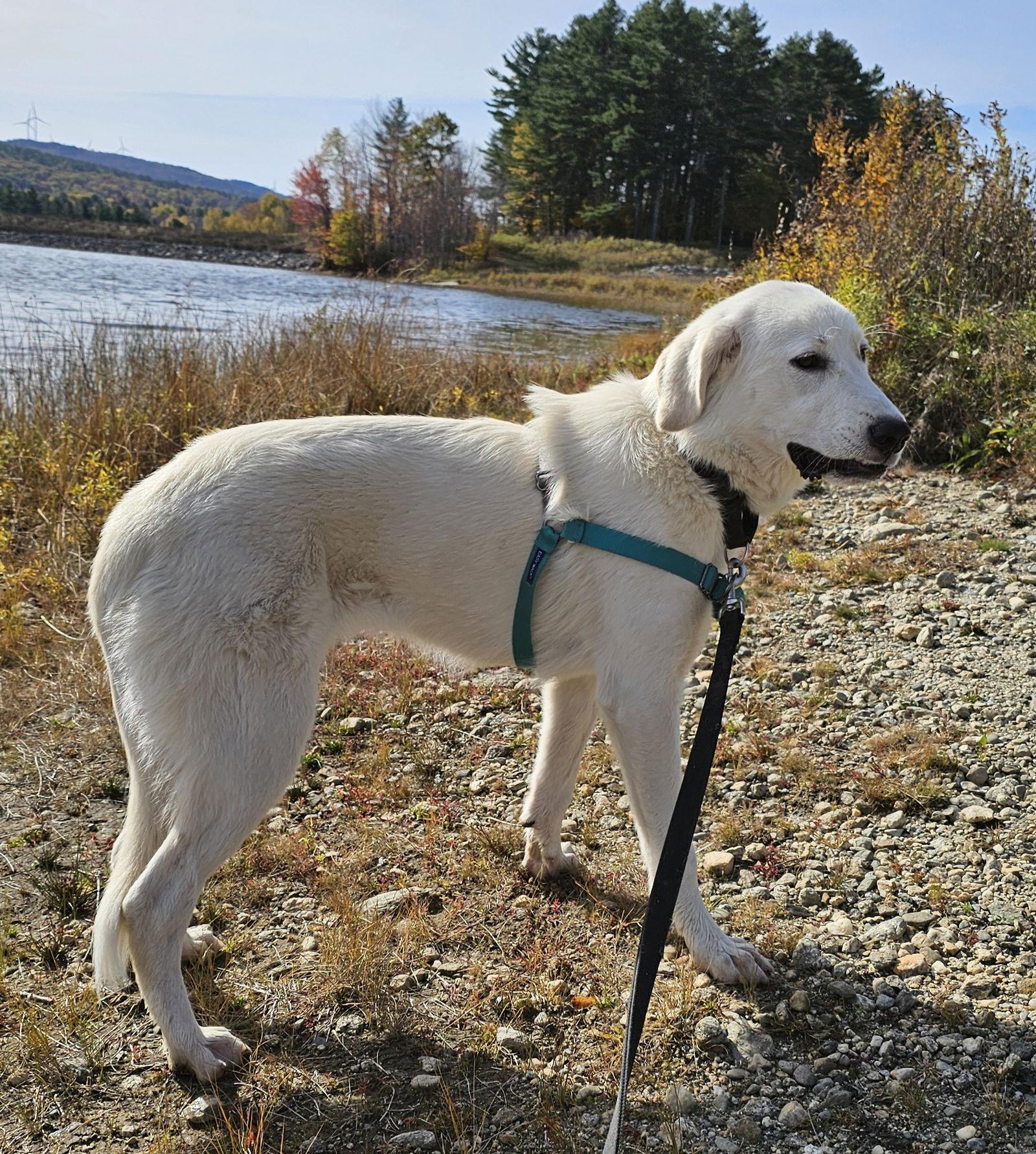 Enlarge Settie, a Adopted mixed breed in Croydon, NH image 3/3