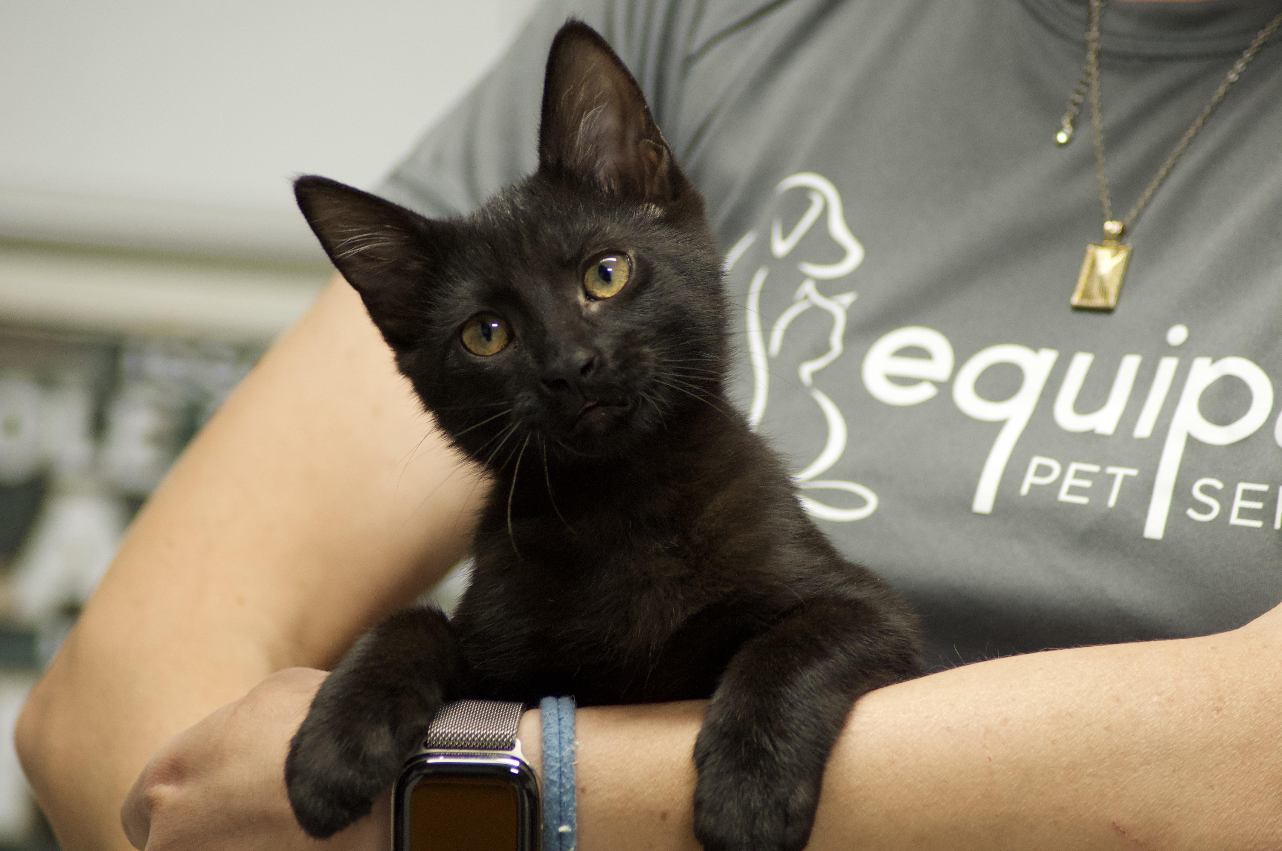 Beltza, an adopted Domestic Short Hair in Miami, FL image 1/6