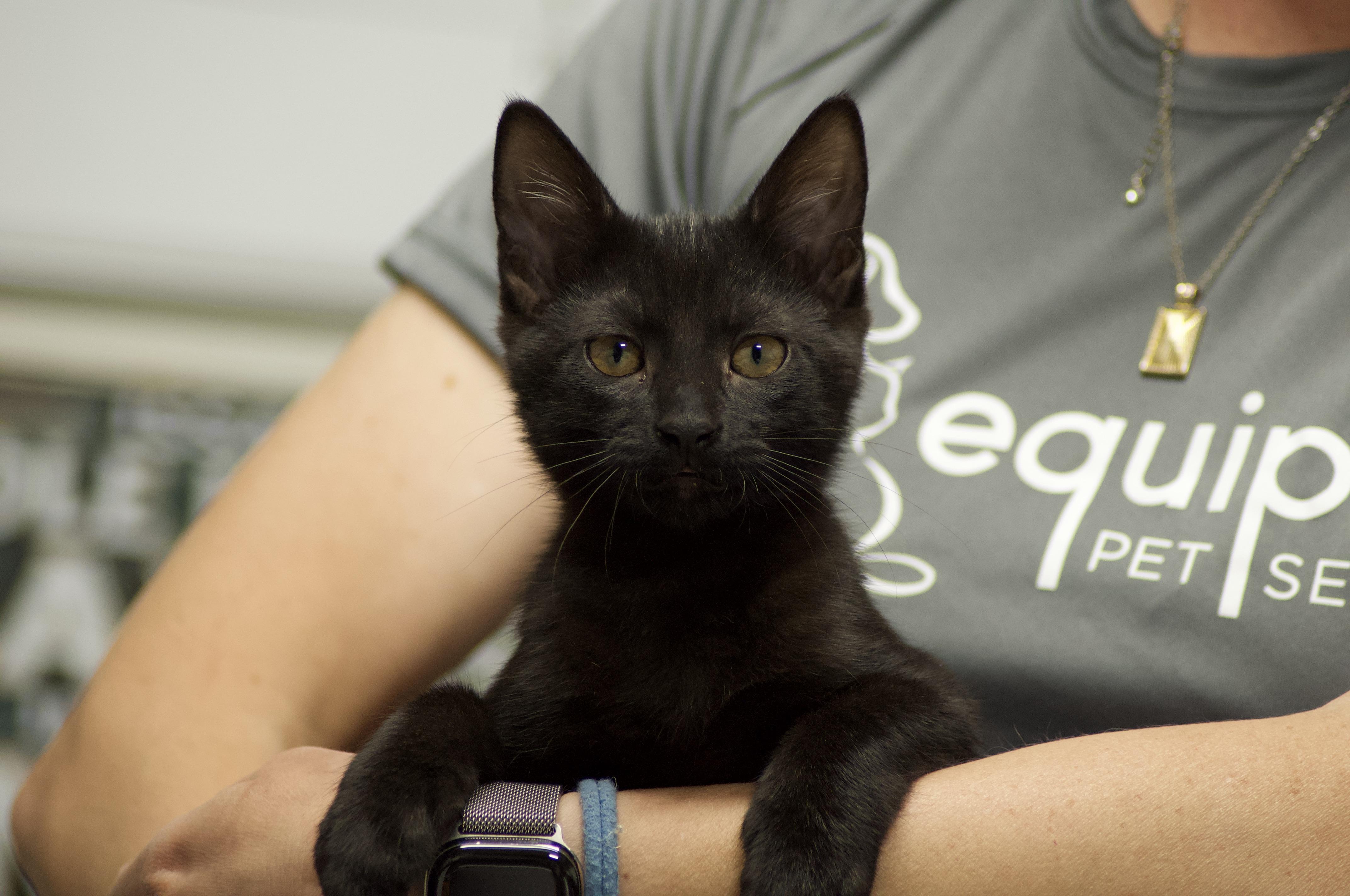 Beltza, an adopted Domestic Short Hair in Miami, FL image 3/6