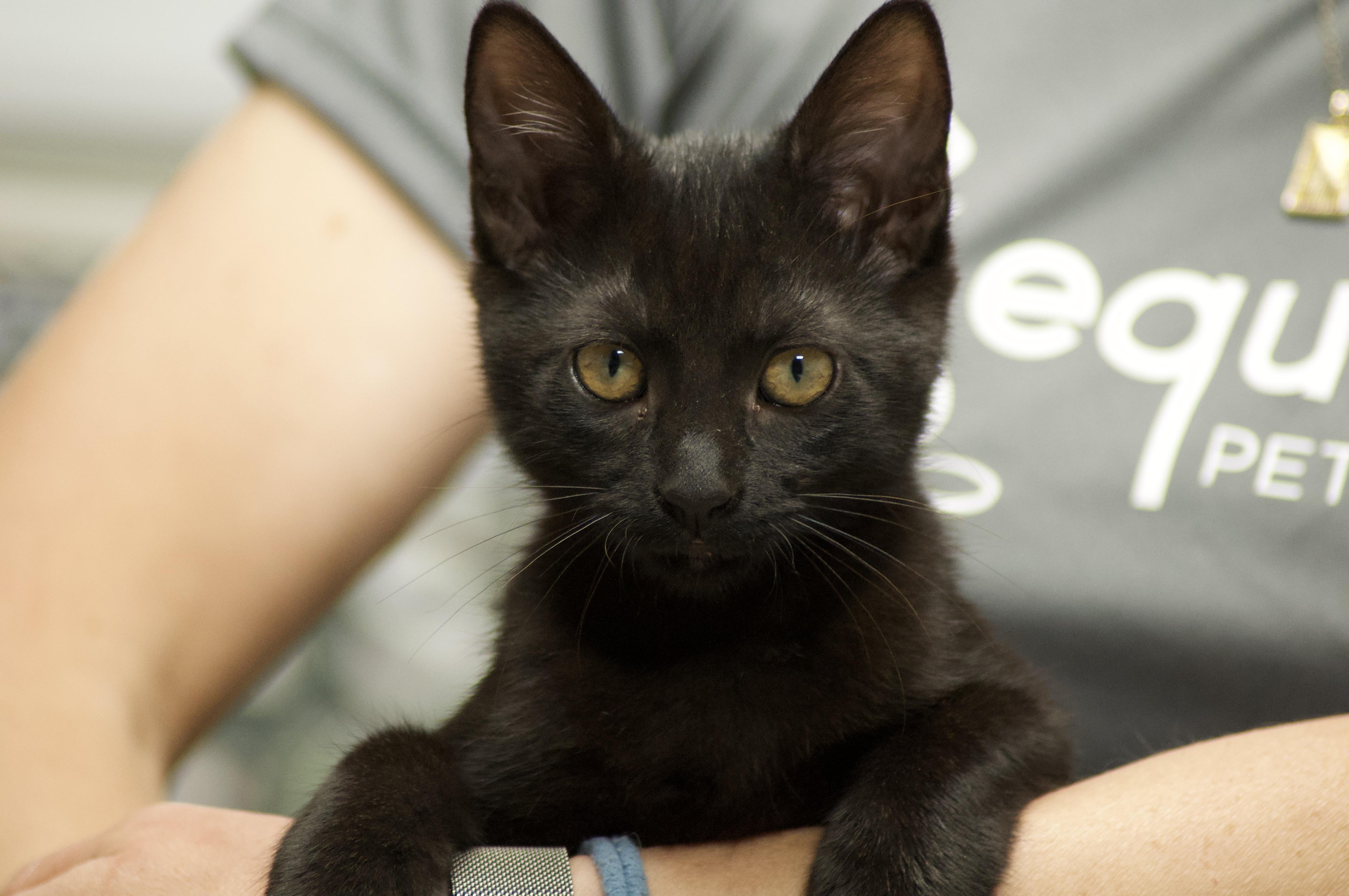 Beltza, an adopted Domestic Short Hair in Miami, FL image 5/6