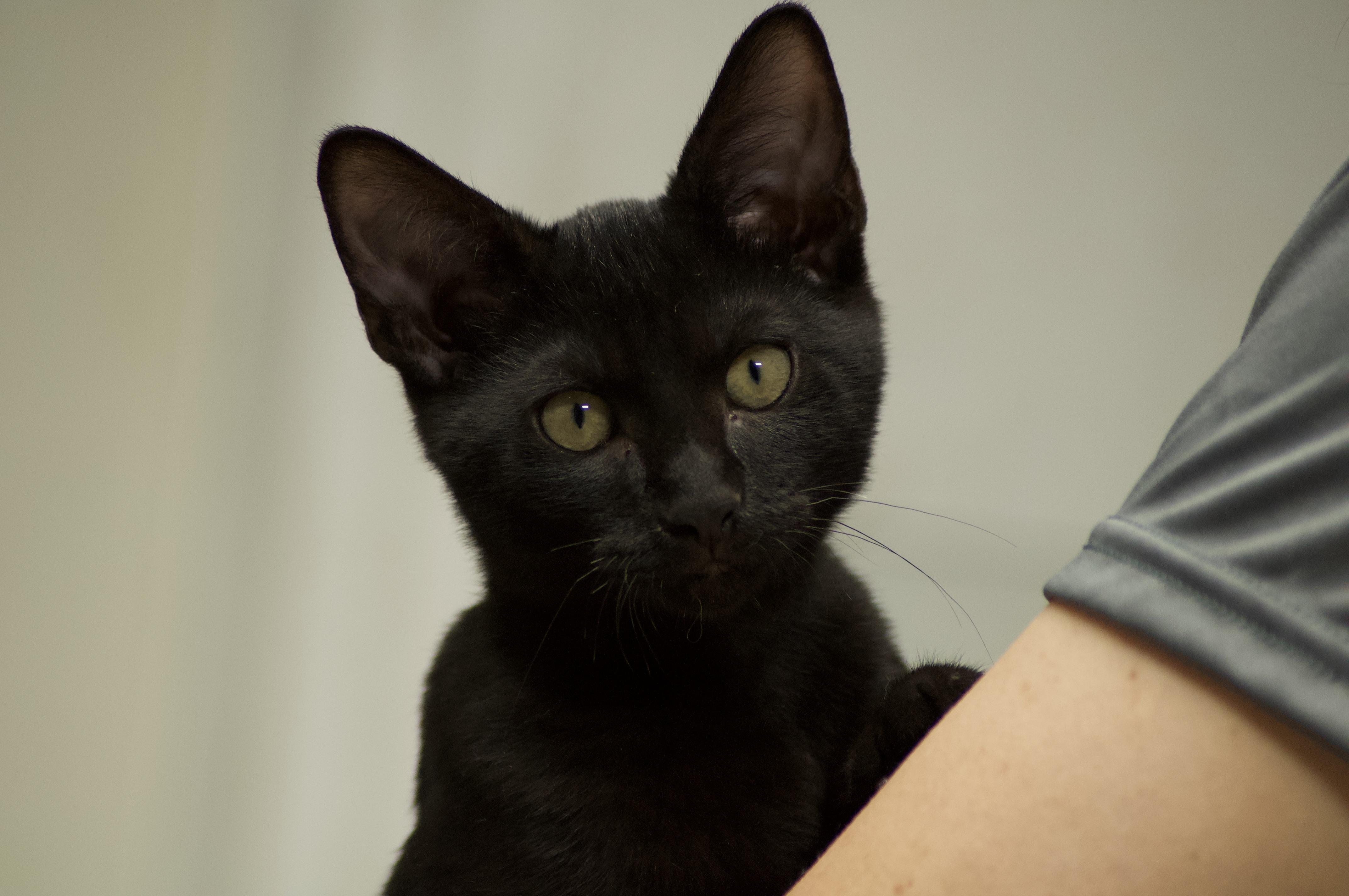 Beltza, an adopted Domestic Short Hair in Miami, FL image 6/6