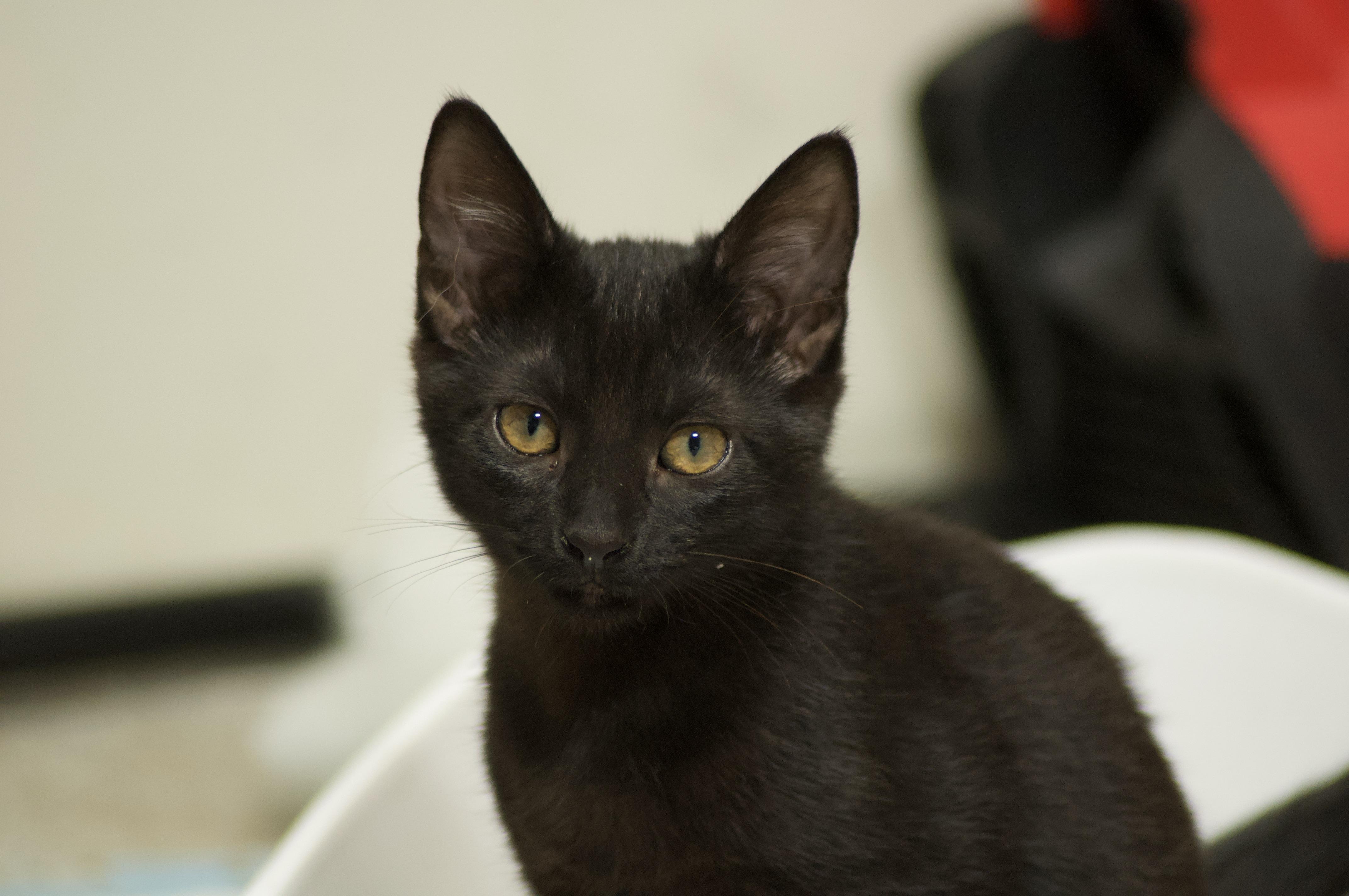 Beltza, an adopted Domestic Short Hair in Miami, FL image 4/6