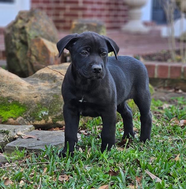 Pele' — thumbnail 3