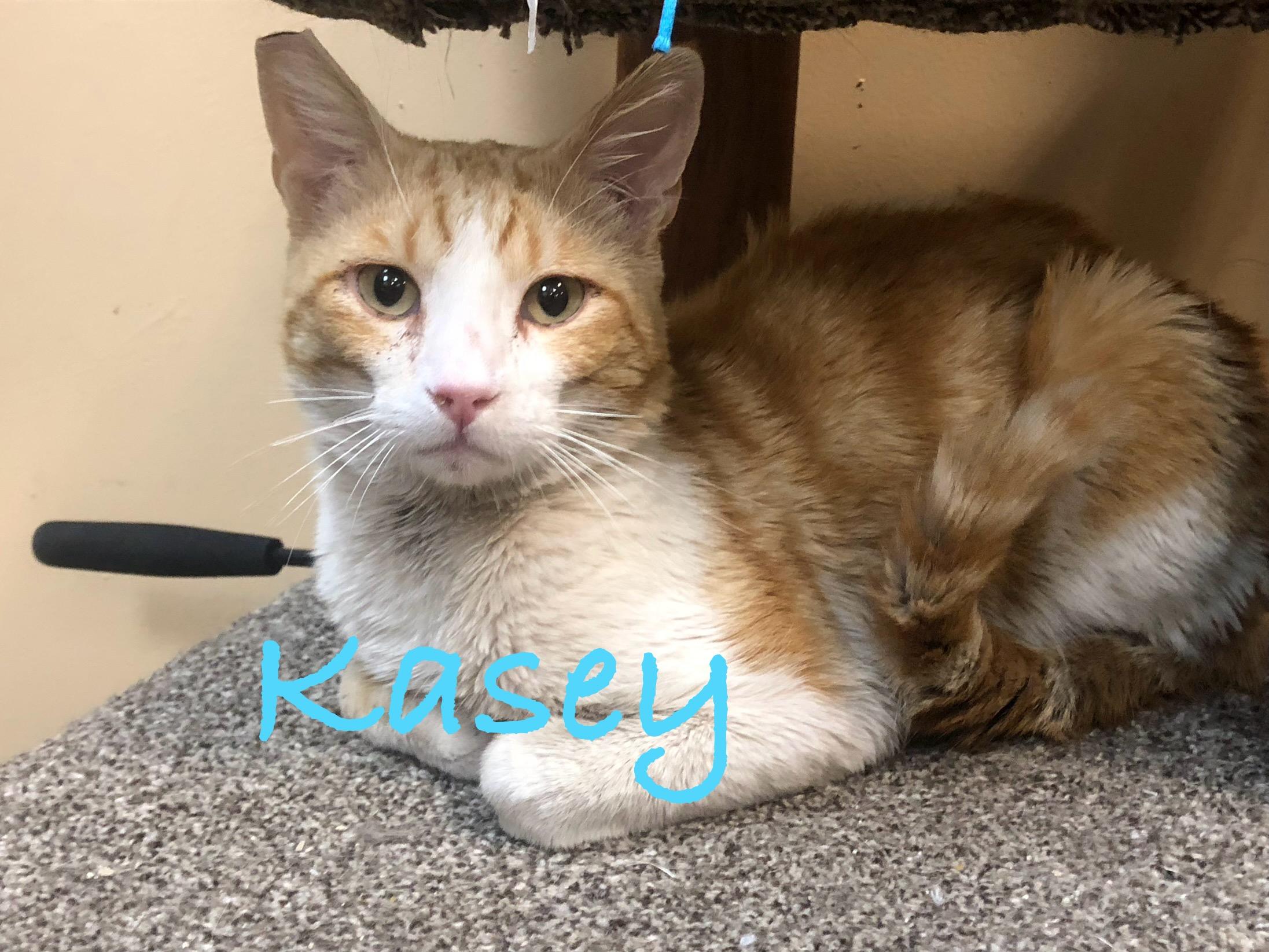 Kasey, Young Male Domestic Medium Hair
