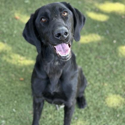 Enlarge Mattie, an adopted mixed breed in Red Bluff, CA image 1/1