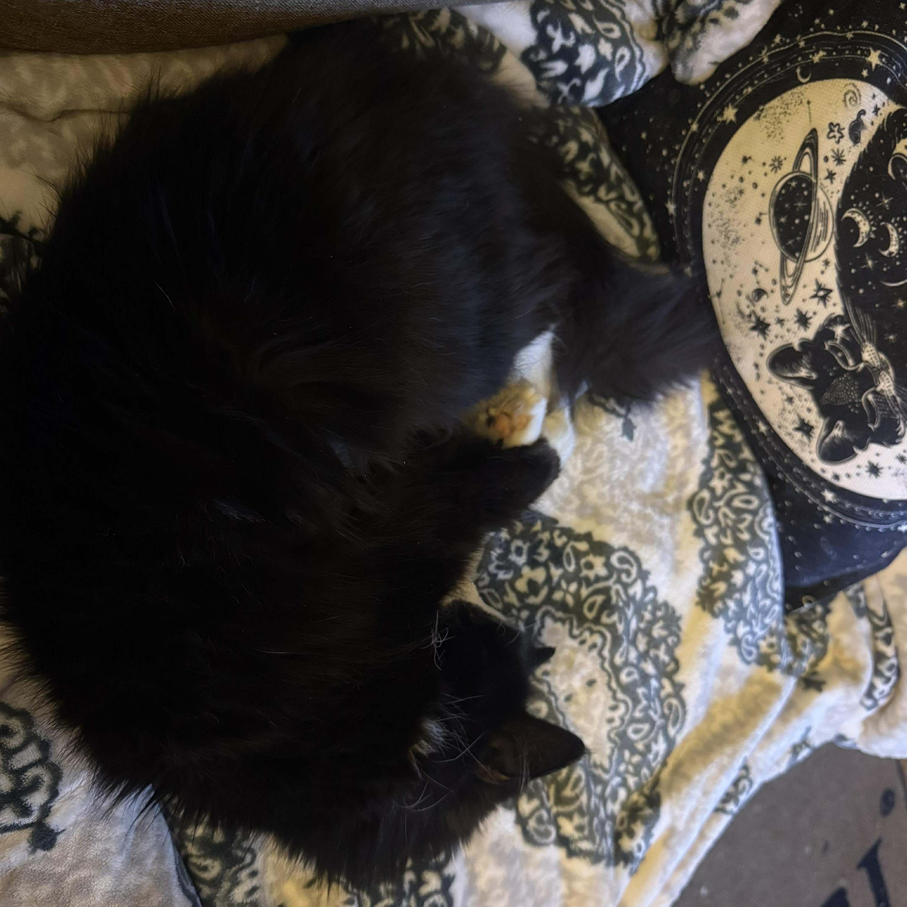 Enlarge Isabelle, an adoptable Domestic Long Hair in Royal Oak, MI image 6/6