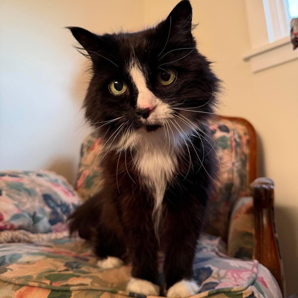 Isabelle, adoptable, Senior Female Domestic Long Hair.