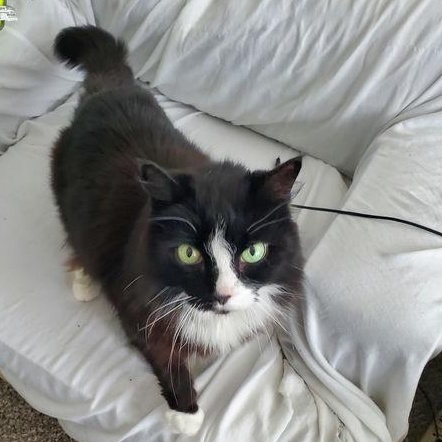 Enlarge Isabelle, an adoptable Domestic Long Hair in Royal Oak, MI image 2/6